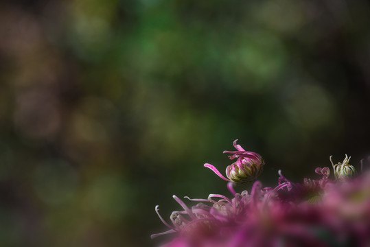 秋天的菊花