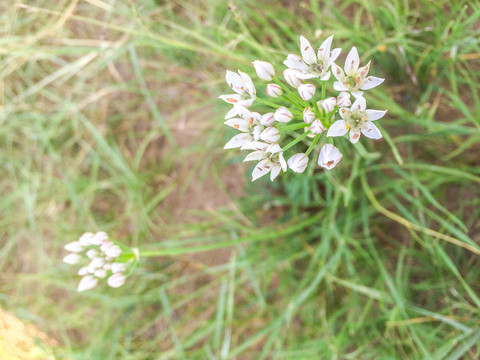 韭菜花