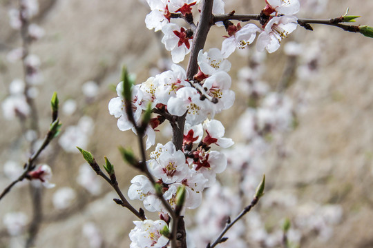 桃花