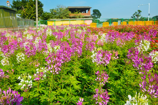 醉蝶花海