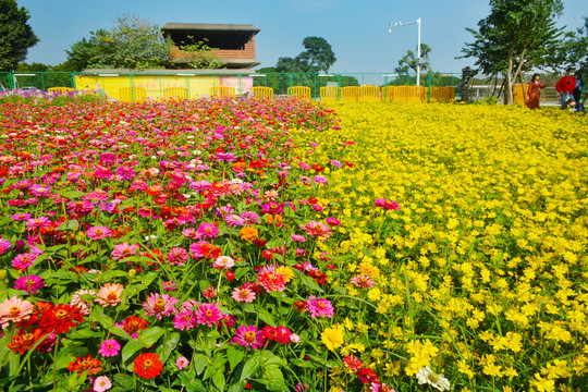 菊花海