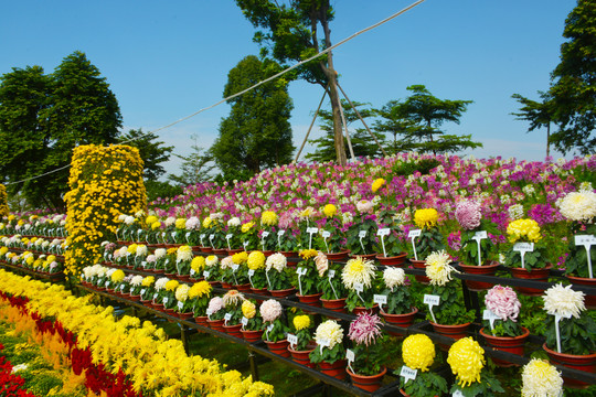 菊花会展