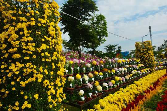 菊花会展