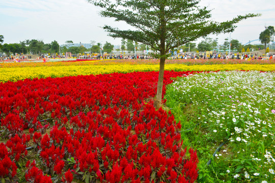 菊花展风光