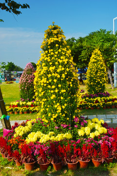 小榄菊花会风采