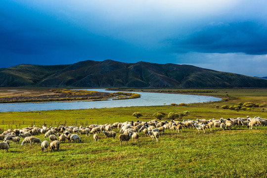 额尔古纳河畔羊群