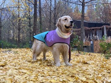 秋雨中的金毛犬