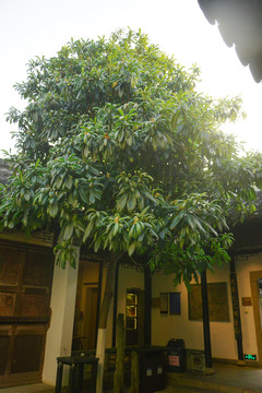 古庭院枇杷树
