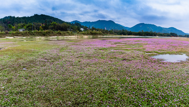 蓼子花草地