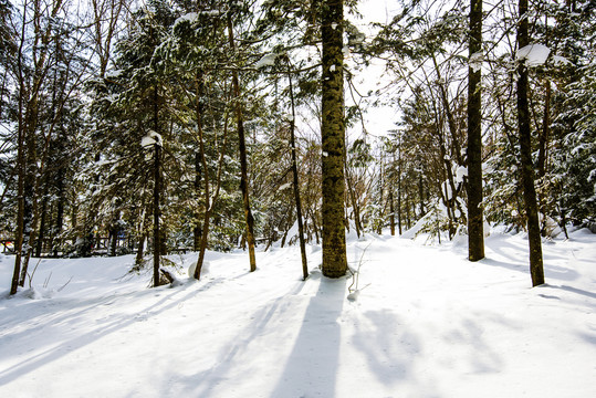 雪景