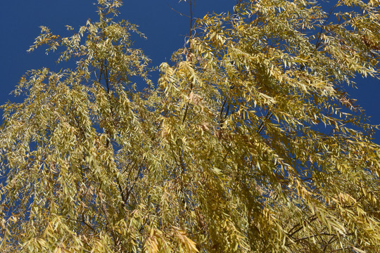 秋天的垂柳树