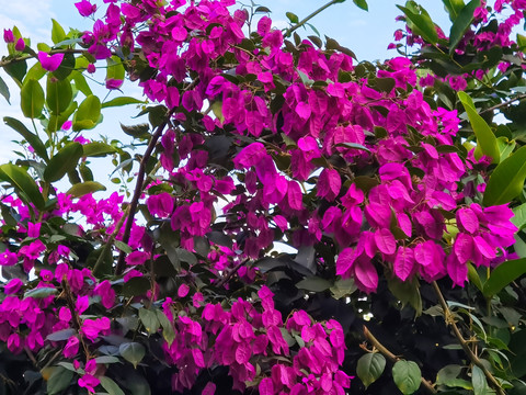 叶子花植物高清