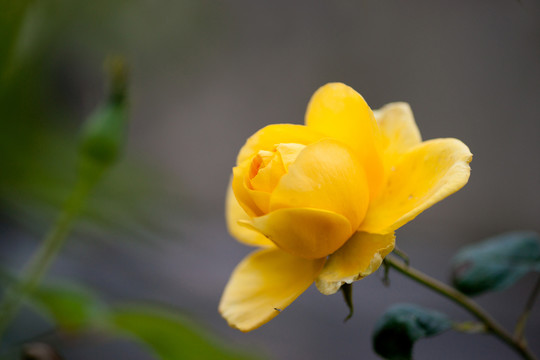 黄色月季花