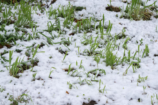 被雪覆盖的耕地