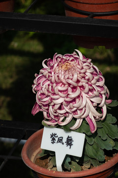 紫凤舞菊花