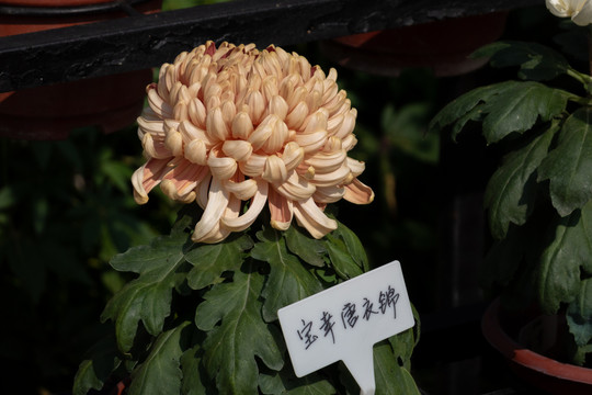 2020小榄菊展菊花