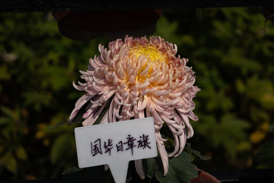 2020小榄菊展菊花