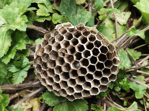 蜂巢与野草