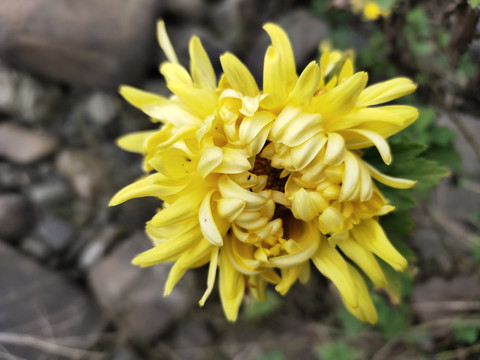 黄色菊花大图