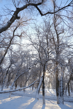 雪景