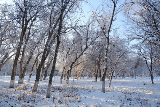 雪林