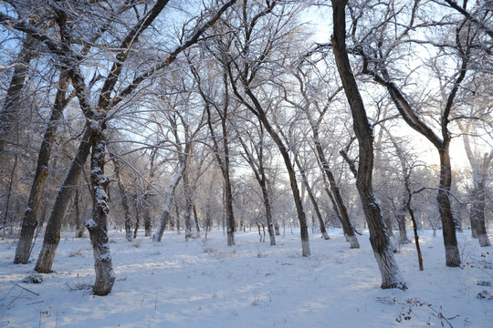 雪林