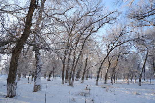 雪林