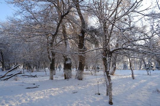 雪景