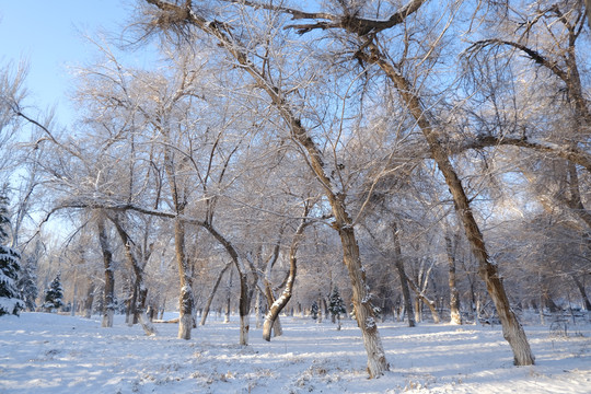 雪景