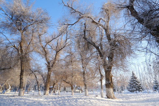 雪景