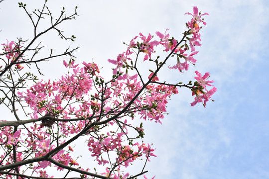 特写花卉之美