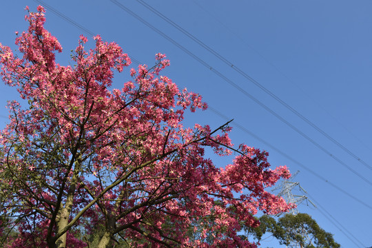 大腹木棉花