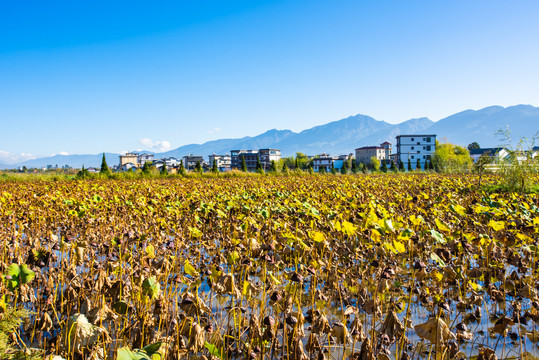 鹤庆田园