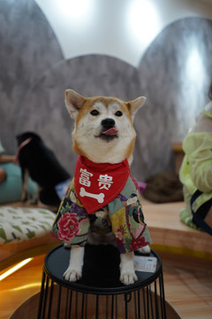 柴犬