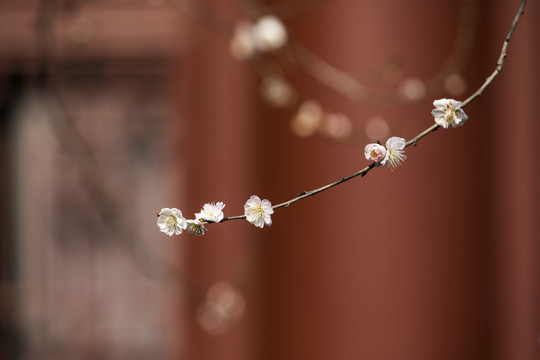 杭州永福寺探梅