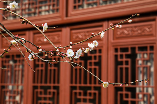 杭州永福寺探梅