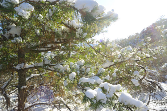 雪后的松树林