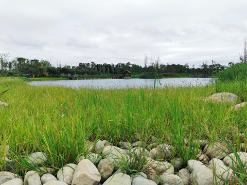 白鹭湾湿地公园
