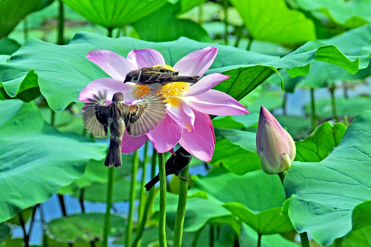 花卉雀舞