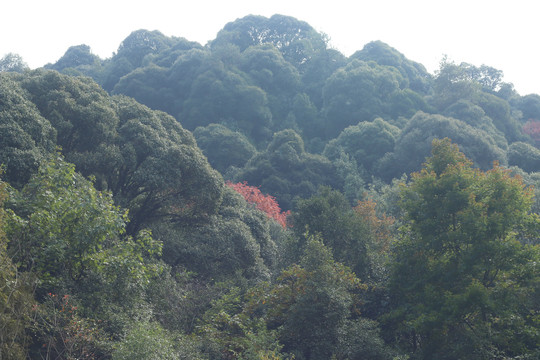 秋季山林里的红叶