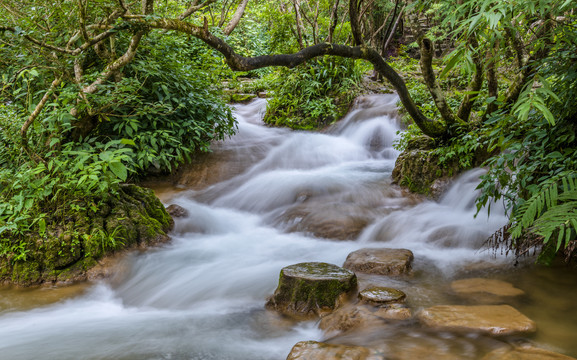 树林水流