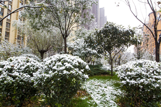 雪景