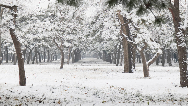 北京天坛公园雪景