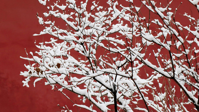 北京天坛公园雪景