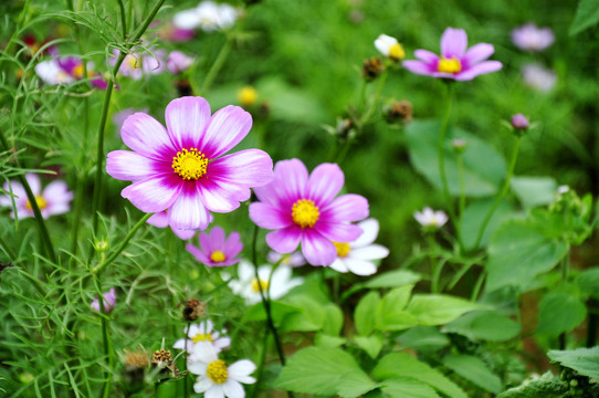 格桑花