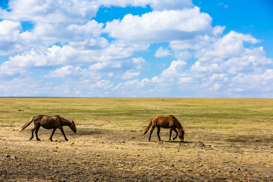 春季干旱草原牧场骏马