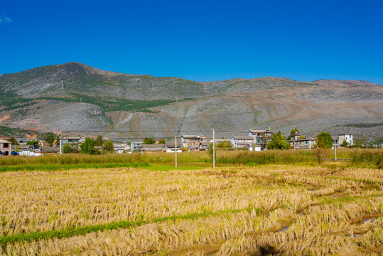 秋天稻田