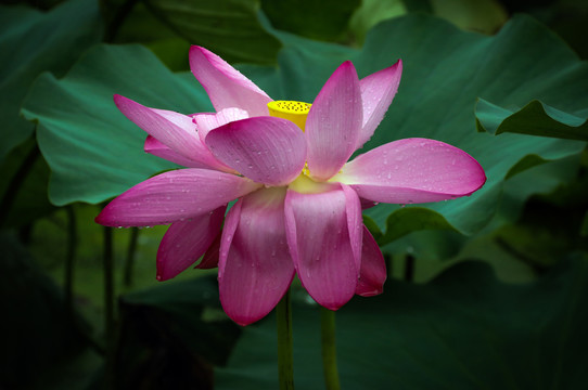 雨中荷花