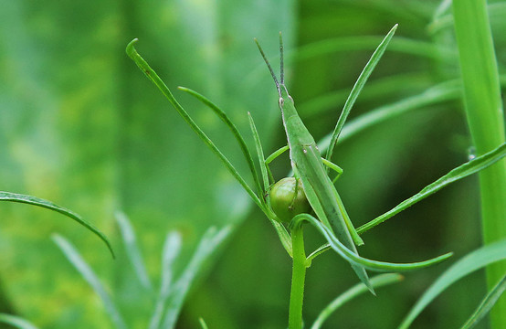 昆虫