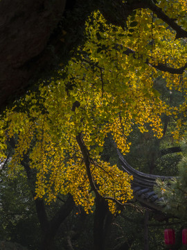 深秋的锡惠景区49